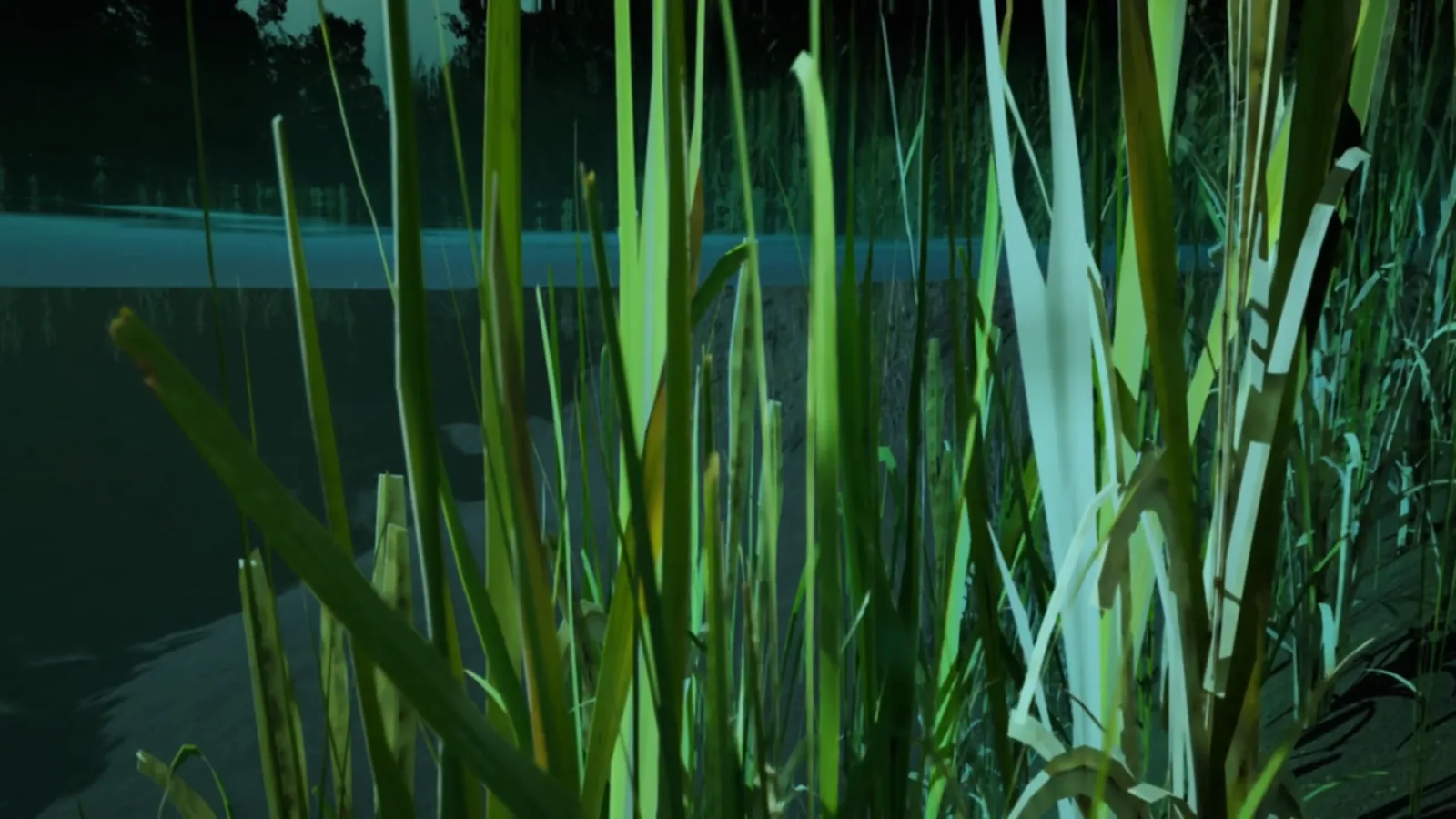 Still from the film: reeds and water plants close up, at the water level of a pond.