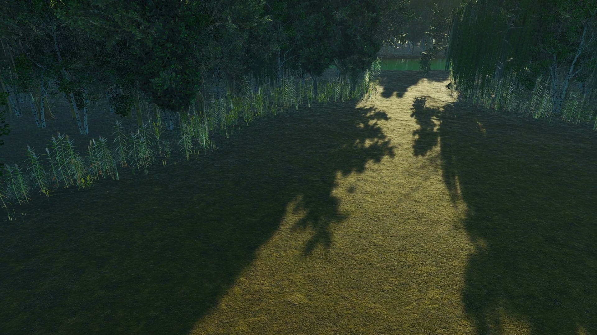 Still from the film: a drying pond bed lit by a shaft of sunlight between trees.