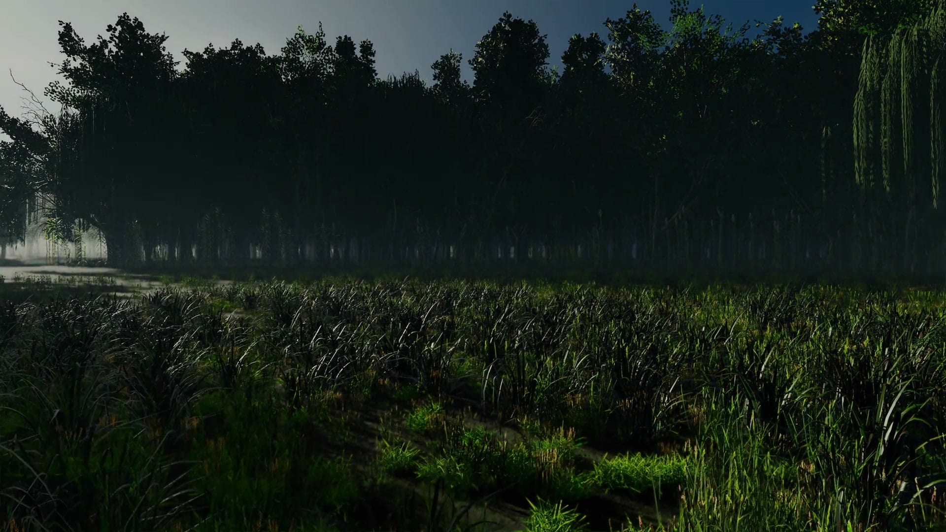 Still from the film: a wet meadow of tall grass in front of willows and dark forest.