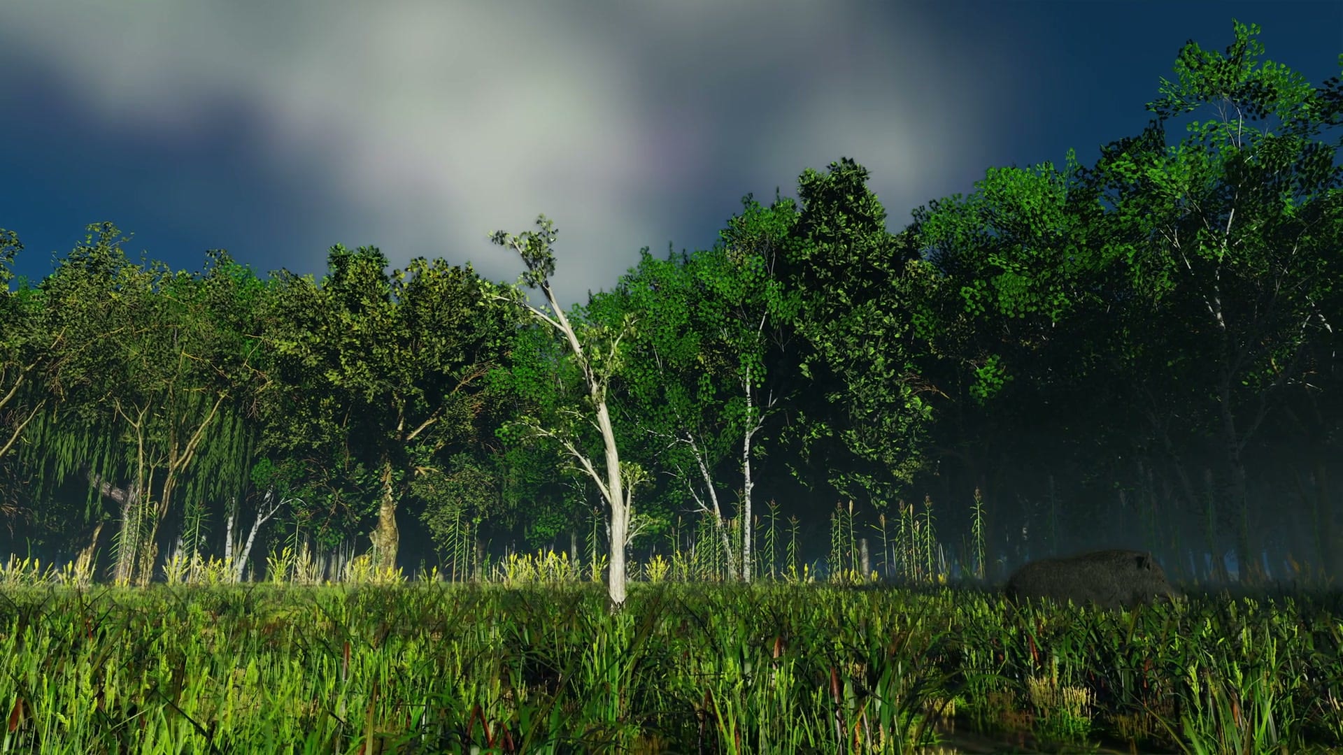 Still from the film: young trees of a flooded forest rising from tall grass under a cloudy sky.